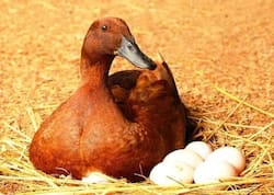 Benefits Of Duck Egg : मुर्गी के अंडों की तुलना में 50% अधिक ताकतवर होते हैं बत्तख के अंडे, जानिए इन्हें खाने का तरीका