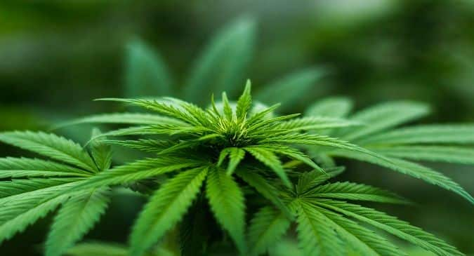 Marijuana use can lower IQ in adolescents: Know its side effects