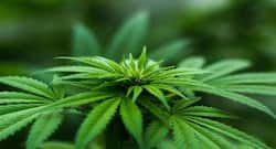 Marijuana use can lower IQ in adolescents: Know its side effects
