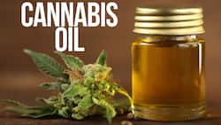 Using cannabis as painkiller can lead to withdrawal symptoms. Try these herbs instead
