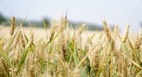 Hypertension Diet: Can wheat help you manage blood pressure levels?