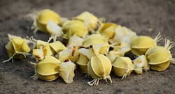 आंवले की गुठली या बीजों के लाभ, आंवला सीड्स के फायदे