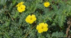 Gokhru nutritional value in hindi