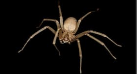 Don’t ignore spider bites, sometimes it can cause serious health complications Don’t ignore spider bites, sometimes it can cause serious health complications