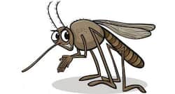 Scientists find an easy and effective way to target mosquitoes that cause dengue and chikungunya