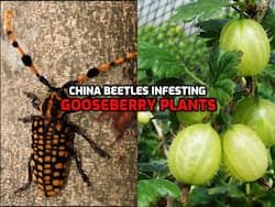 Beware! China beetles found infesting Indian gooseberry plants in Arunachal