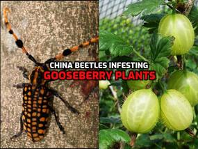 Beware! China beetles found infesting Indian gooseberry plants in Arunachal