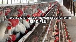Russia reports world's first case of bird flu in human, issues alert
