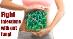 Gut fungi: Intestinal vaccine against fungal infections Gut fungi: Intestinal vaccine against fungal infections
