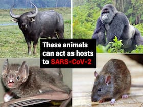 New study suggests rats, water buffalo and mountain gorillas can spread COVID-19 virus