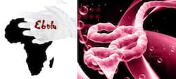 Ebola virus kills 13 in two African countries: How it spreads to humans