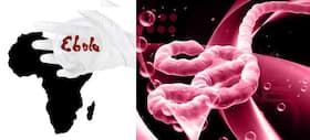 Ebola virus kills 13 in two African countries: How it spreads to humans