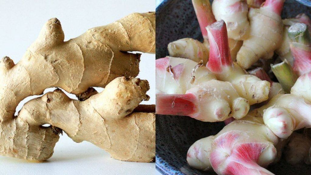 Young ginger Vs Old ginger Know which one is healthy for you