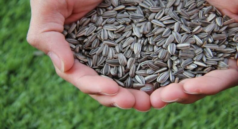 Sunflower Seeds Side Effects: सूरजमुखी के बीजों का अधिक सेवन किडनी को पहुंचाता है नुकसान, हो जाएंगी ये 6 समस्याएं