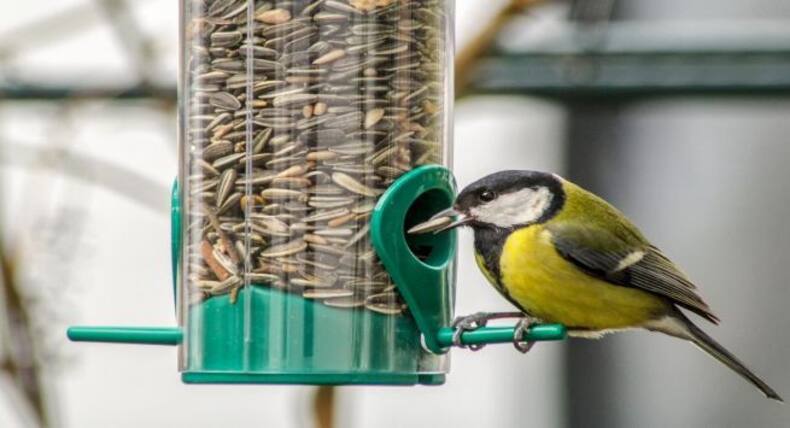 Sunflower Seeds Side Effects: सूरजमुखी के बीजों का अधिक सेवन किडनी को पहुंचाता है नुकसान, हो जाएंगी ये 6 समस्याएं