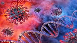 Indian Covid Variant is a ‘Variant of Global Concern’: WHO