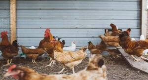 Bird Flu in India: एक्सपर्ट का दावा, इस साल जून तक भारत बर्ड फ्लू से हो सकता है मुक्त
