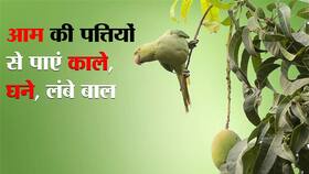 आम की पत्तियों से होने वाले बालों को फायदे