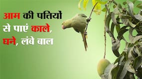 आम की पत्तियों से होने वाले बालों को फायदे