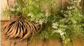 Asparagus Racemosus: Health Benefits, Uses And Side Effects Of Shatavari