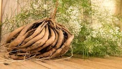 शतावरी के त्वचा और बाल पर होने वाले फायदे