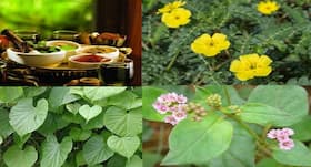 Ayurveda And Urinary Tract Infections: Herbal Medicines That Can Help Reduce UTI Symptoms