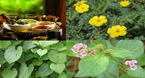 Ayurveda And Urinary Tract Infections: Herbal Medicines That Can Help Reduce UTI Symptoms