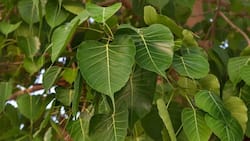 अंधविश्वास के चलते यूपी में कोरोना मरीज पीपल के पेड़ के नीचे जुटे