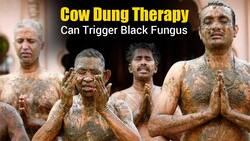 Cow Dung Therapy Is 'No Cure For Coronavirus', Can Trigger Black Fungus In COVID Patients
