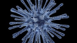 Is Zinc Supplementation Recommended For Covid Increasing The Risk Of Black Fungus? Find Out
