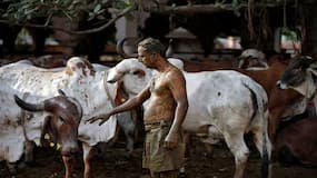 क्या गाय के गोबर से हो सकता है कोरोना का इलाज, जानें सच्चाई