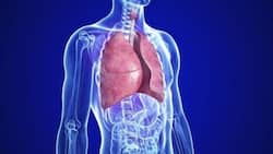 फेफडों को मजबूत बनाने वाले आयुर्वेदिक घरेलू नुस्खे