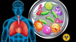 प्राकृतिक तरीकों से फेफड़ों को स्वस्थ और मजबूत बनाने के उपाय