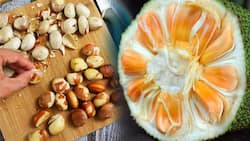 रुजुता दिवाकर ने कहा इम्‍युनिटी बढ़ाने के लिए कटहल के बीजों से बेस्‍ट कुछ नहीं, जानिए पूरी न्यूट्रिशन वैल्यू