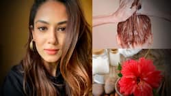 बालों में गुड़हल के फूलों का हेयरमास्‍क लगाती हैं मीरा राजपूत, बहुत सिंपल है घर में हेयरमास्‍क बनाने का तरीका