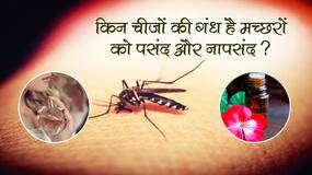 Mosquito Bites and Fragrances: मच्छरों को भगाने के लिए घर में रखें ये सुगंधित चीज़ें