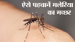 डार्क भूरा रंग का होता है मलेरिया का मच्‍छर, इन 2 चीजों को नोटिस कर पहचानें मलेरिया का मच्‍छर