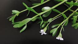 ब्राह्मी की पत्तियों के फायदे