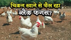 Black fungus spread through chickens : चिकन खाने से फैल रहा है ब्लैक फंगस?