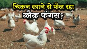 Black fungus spread through chickens : चिकन खाने से फैल रहा है ब्लैक फंगस?