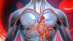 जानिए ब्लड सर्कुलेशन क्‍यों पड़ जाता है धीमा?