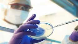 Uncontrolled diabetes, improper steroid use triggering black fungus in COVID-19 patients