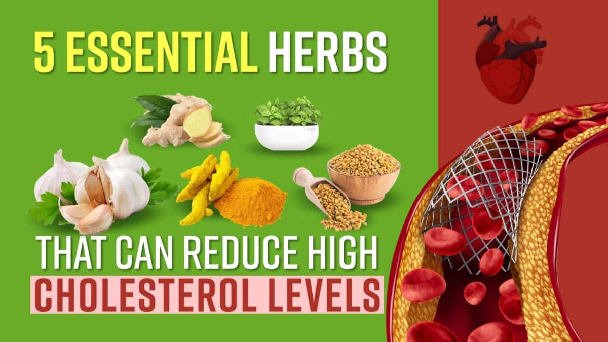 Best Herb For High Cholesterol