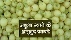 Mahua Ke Fayde: जानिए महुआ के 5 जबरदस्त फायदे