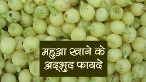 Mahua Ke Fayde: जानिए महुआ के 5 जबरदस्त फायदे