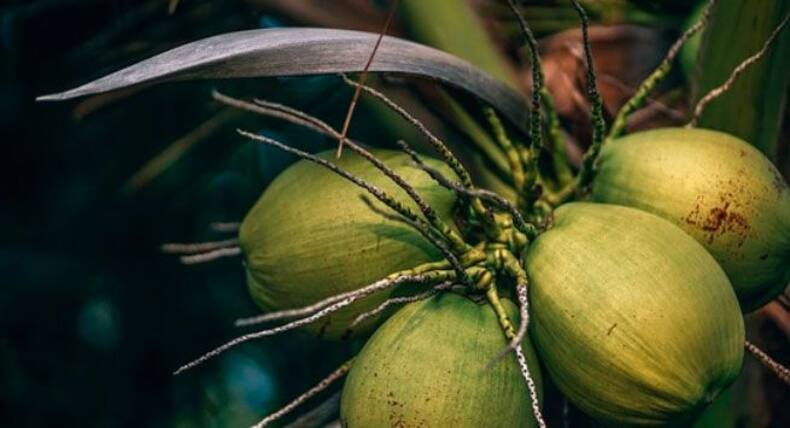 Coconut Meat Benefits: नारियल पानी से ज्यादा फायदेमंद होती है नारियल की मलाई, इम्युनिटी बूस्ट होने के साथ मिलते हैं ये 5 जबरदस्त फायदे
