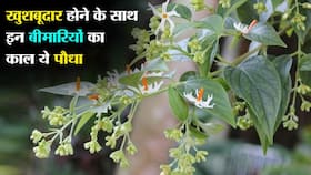 Parijat leaves health benefits in hindi : घर में लगा सिर्फ ये 1 पौधा करेगा इन 5 गंभीर बीमारियों का खात्मा