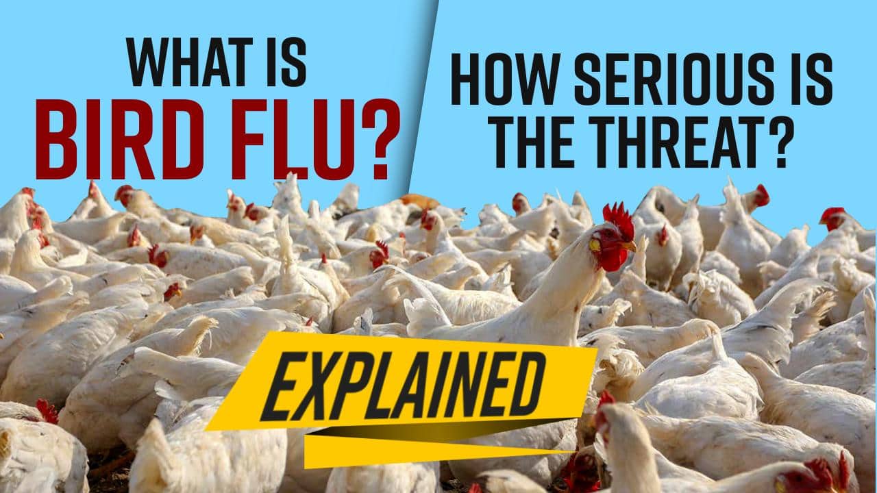What Is Bird Flu Or Avian Influenza Symptoms Causes And Risk Factors