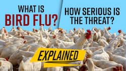 What Is Bird Flu or Avian Influenza? Symptoms, Causes, and Risk Factors