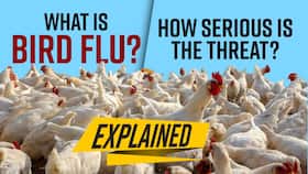What Is Bird Flu or Avian Influenza? Symptoms, Causes, and Risk Factors What Is Bird Flu or Avian Influenza? Symptoms, Causes, and Risk Factors